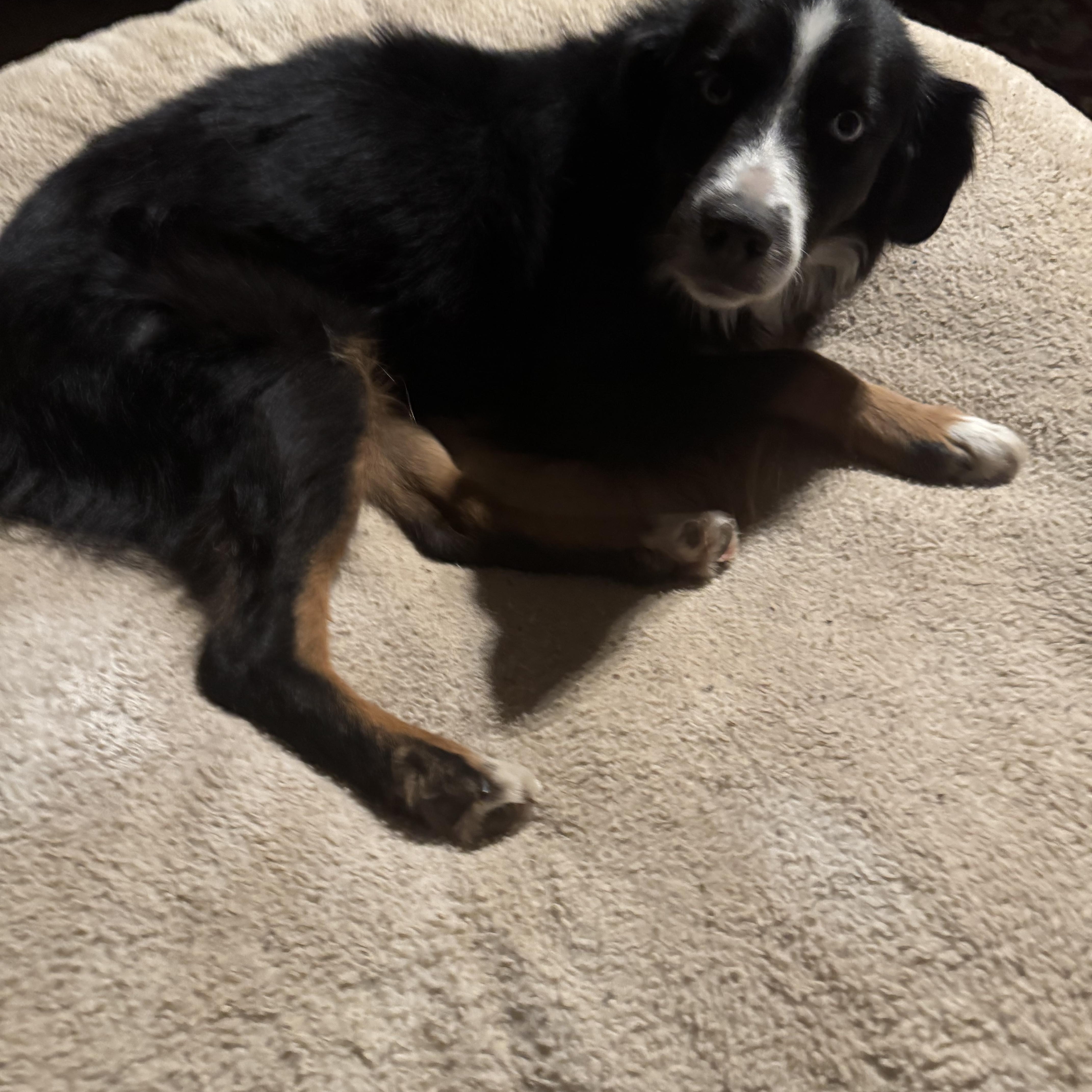 Artie, a Adoptable Australian Shepherd in Coarsegold, CA image 2/4