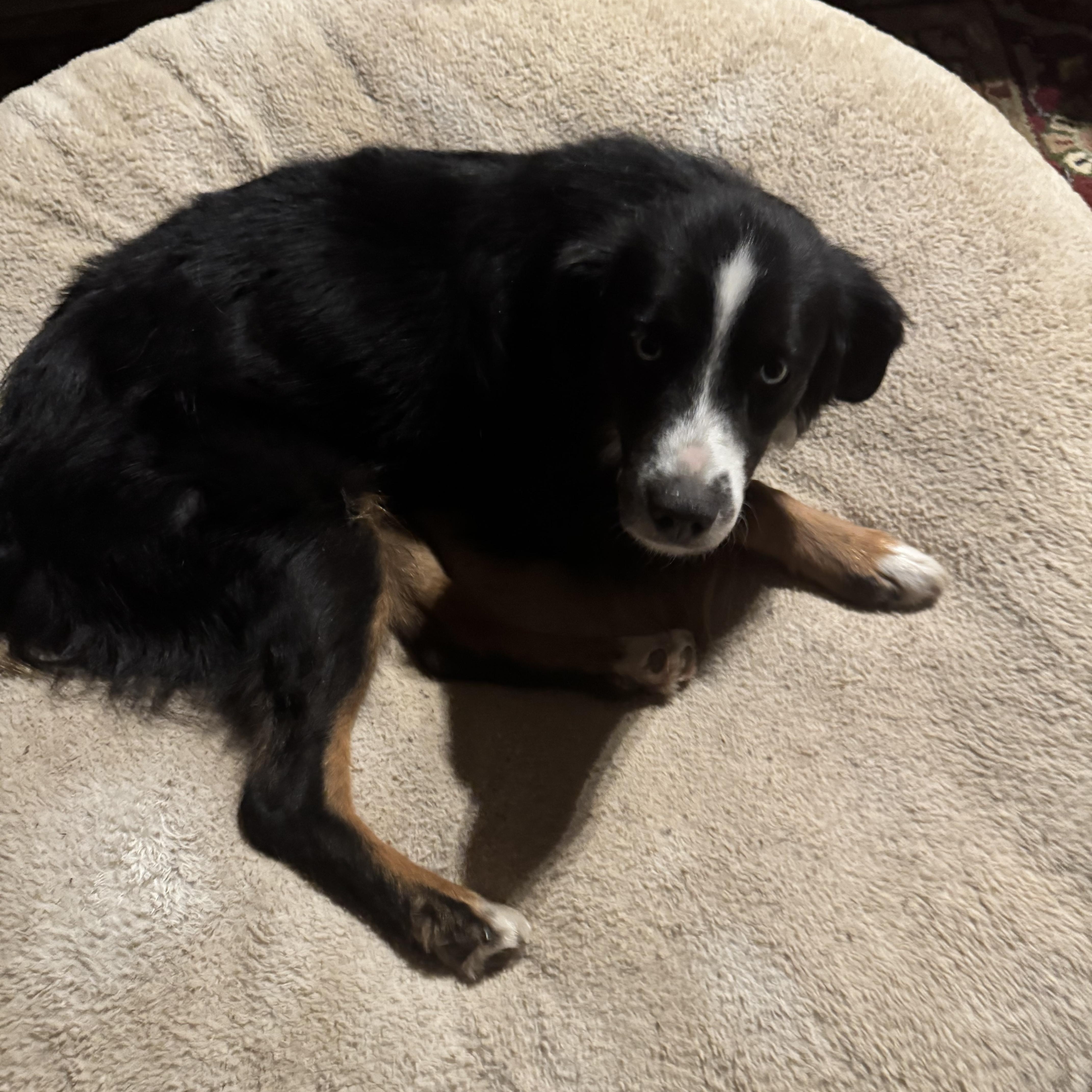 Artie, a Adoptable Australian Shepherd in Coarsegold, CA image 3/4