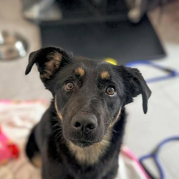 Livey (20260211-05) — thumbnail 4