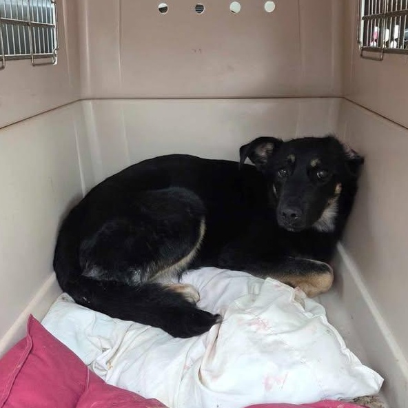 Livey (20260211-05) — thumbnail 5