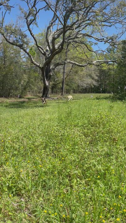 Enlarge Trevor, a Adopted mixed breed in St Simons Island, GA video 6/11