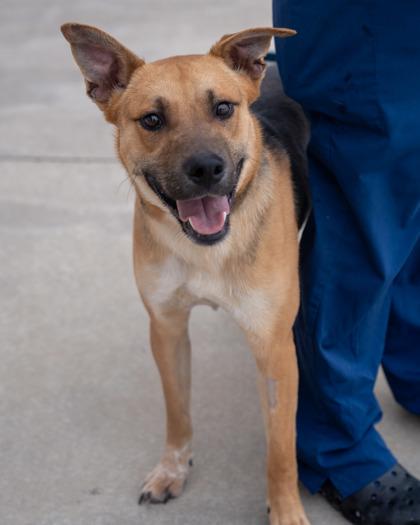 Christopher, Adoptable, Young Male Australian Shepherd & Mixed Breed.