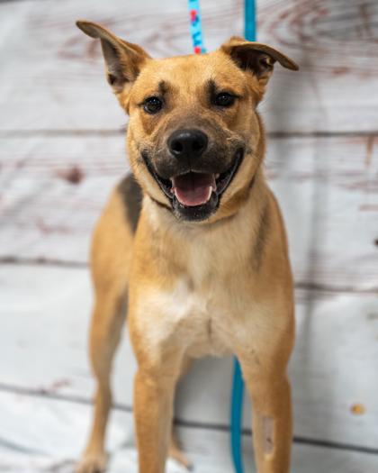 Enlarge Christopher, a Adoptable mixed breed in Pequot Lakes, MN image 2/2