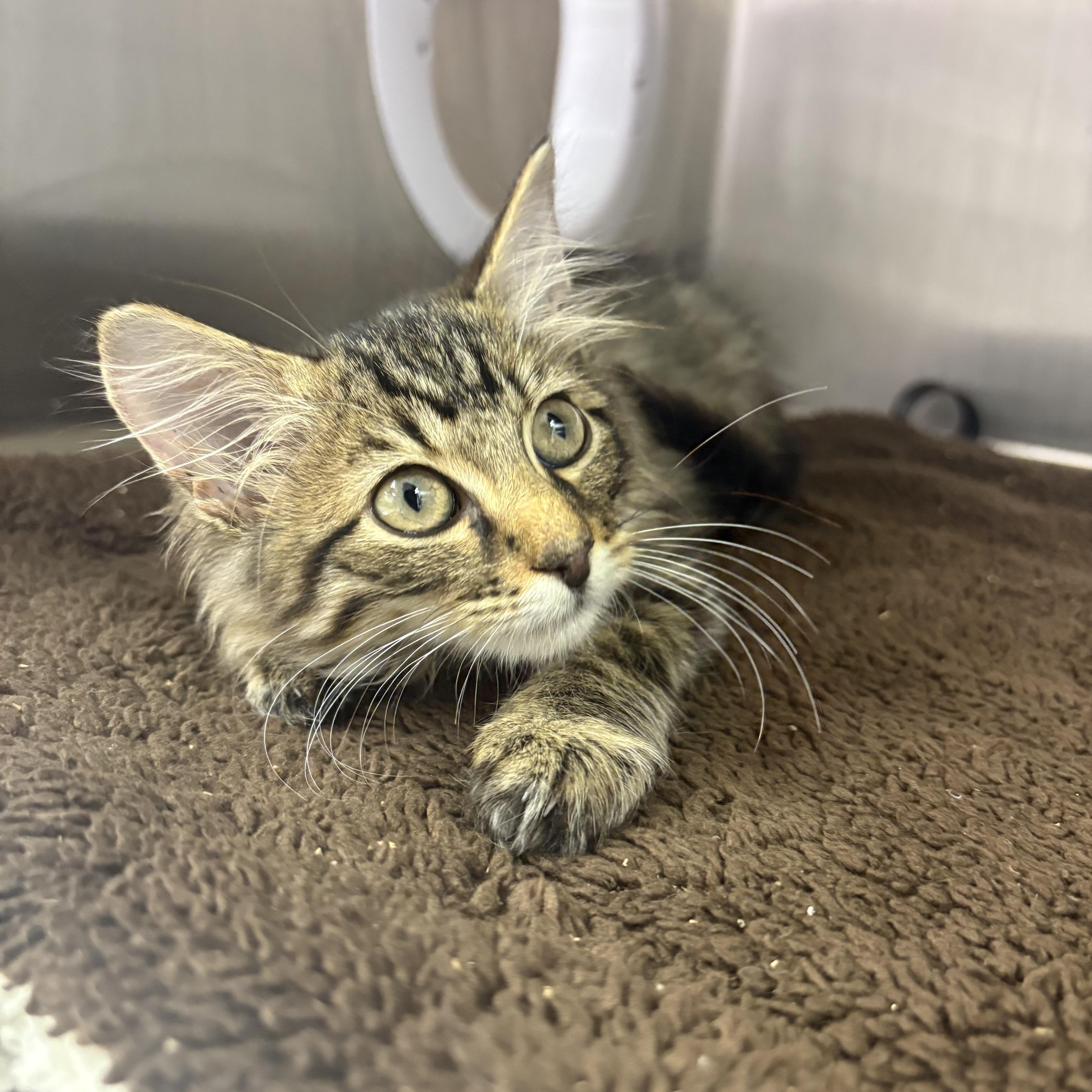 Almond Joy, Adoptable, Kitten Female Domestic Medium Hair.