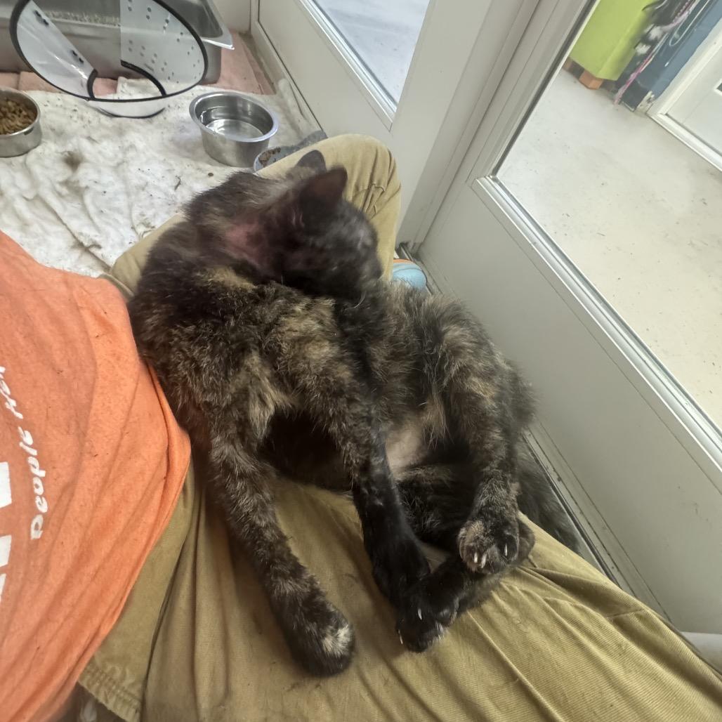 Collection of Marbles