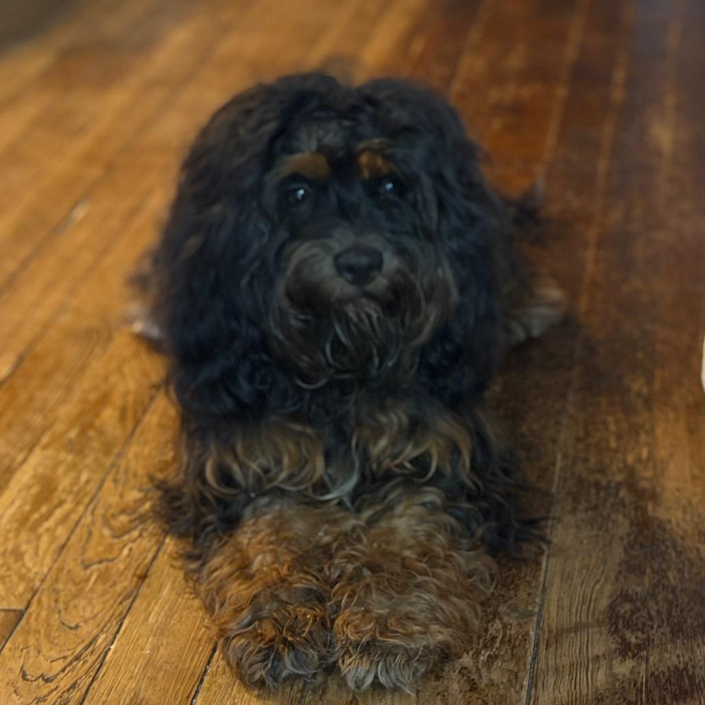 Mousse, Adoptable, Young Male Cavalier King Charles Spaniel & Miniature Poodle.