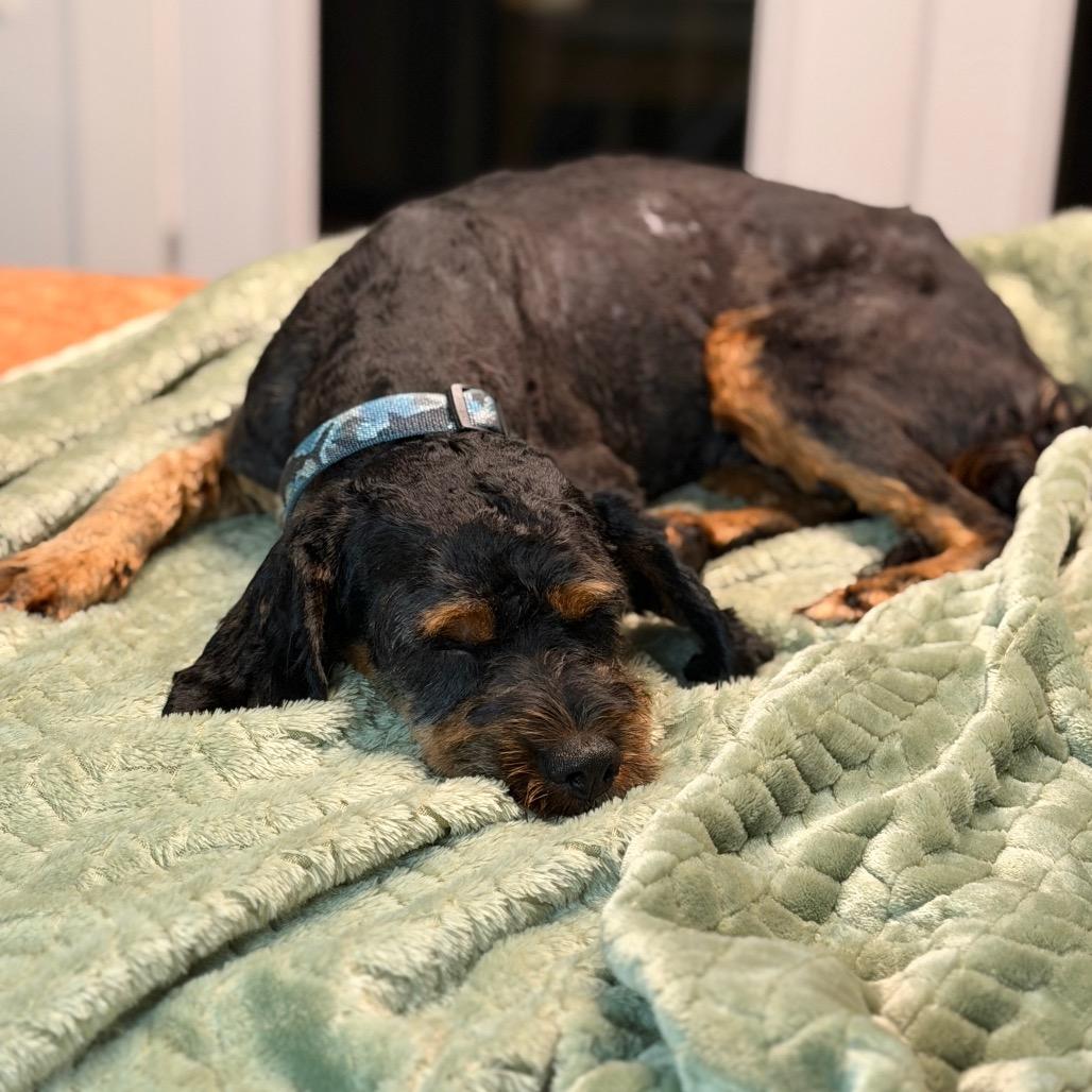 Enlarge Mousse, a Adoptable mixed breed in Sinking Spring, PA image 4/6