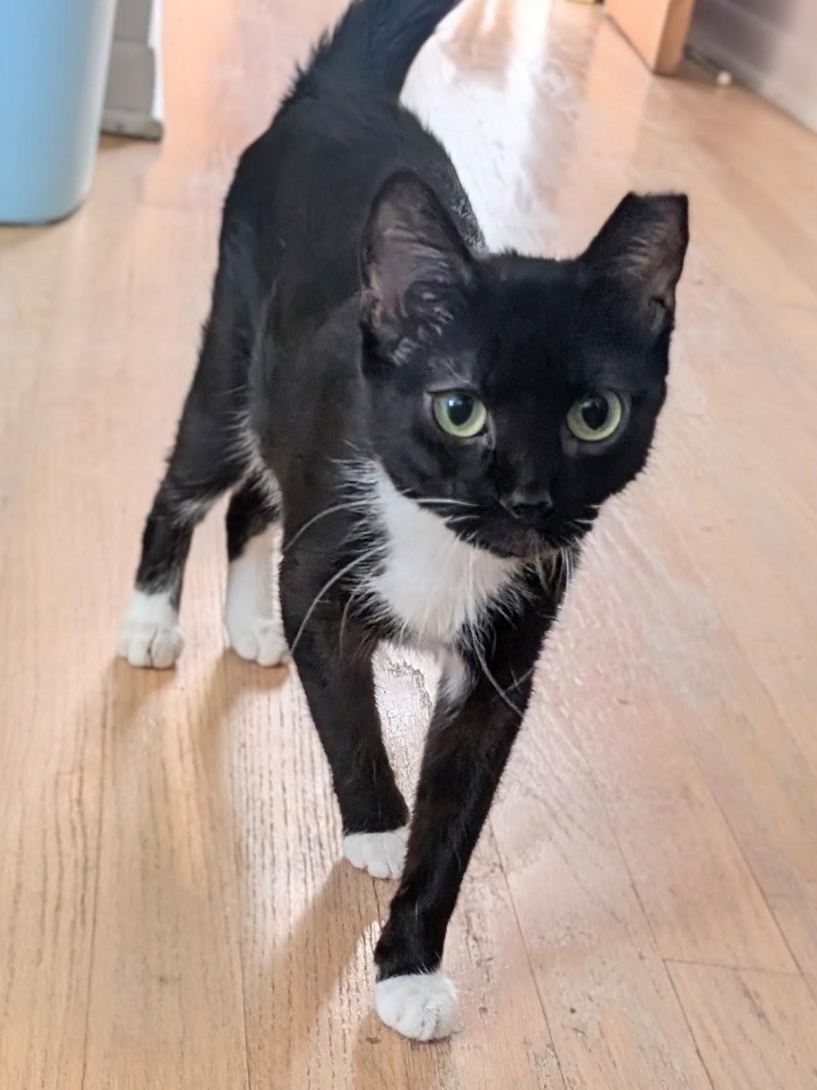 Enlarge Olive, a Adoptable Domestic Short Hair in Johnsburg, IL image 4/4