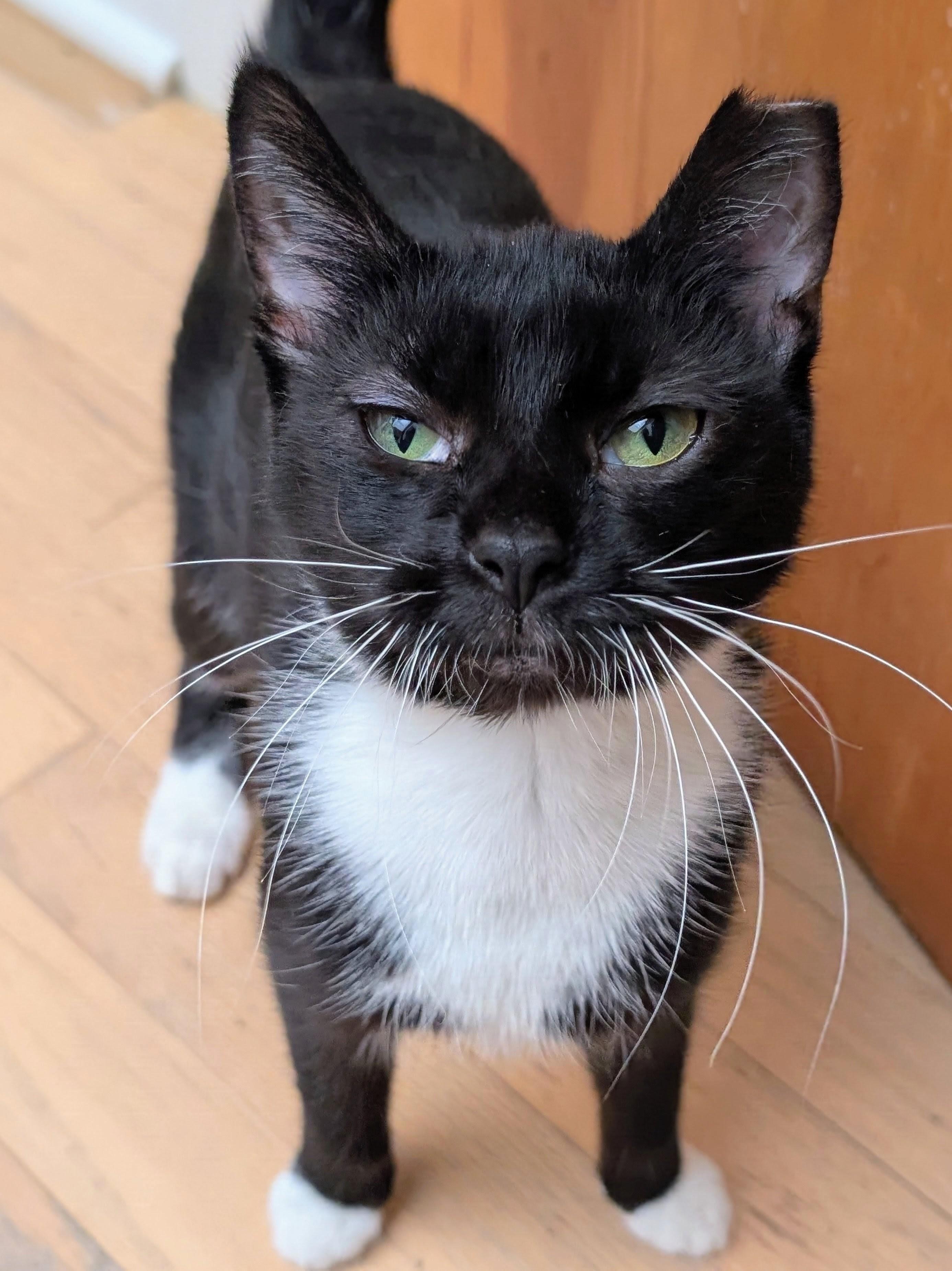 Enlarge Olive, a Adoptable Domestic Short Hair in Johnsburg, IL image 2/4