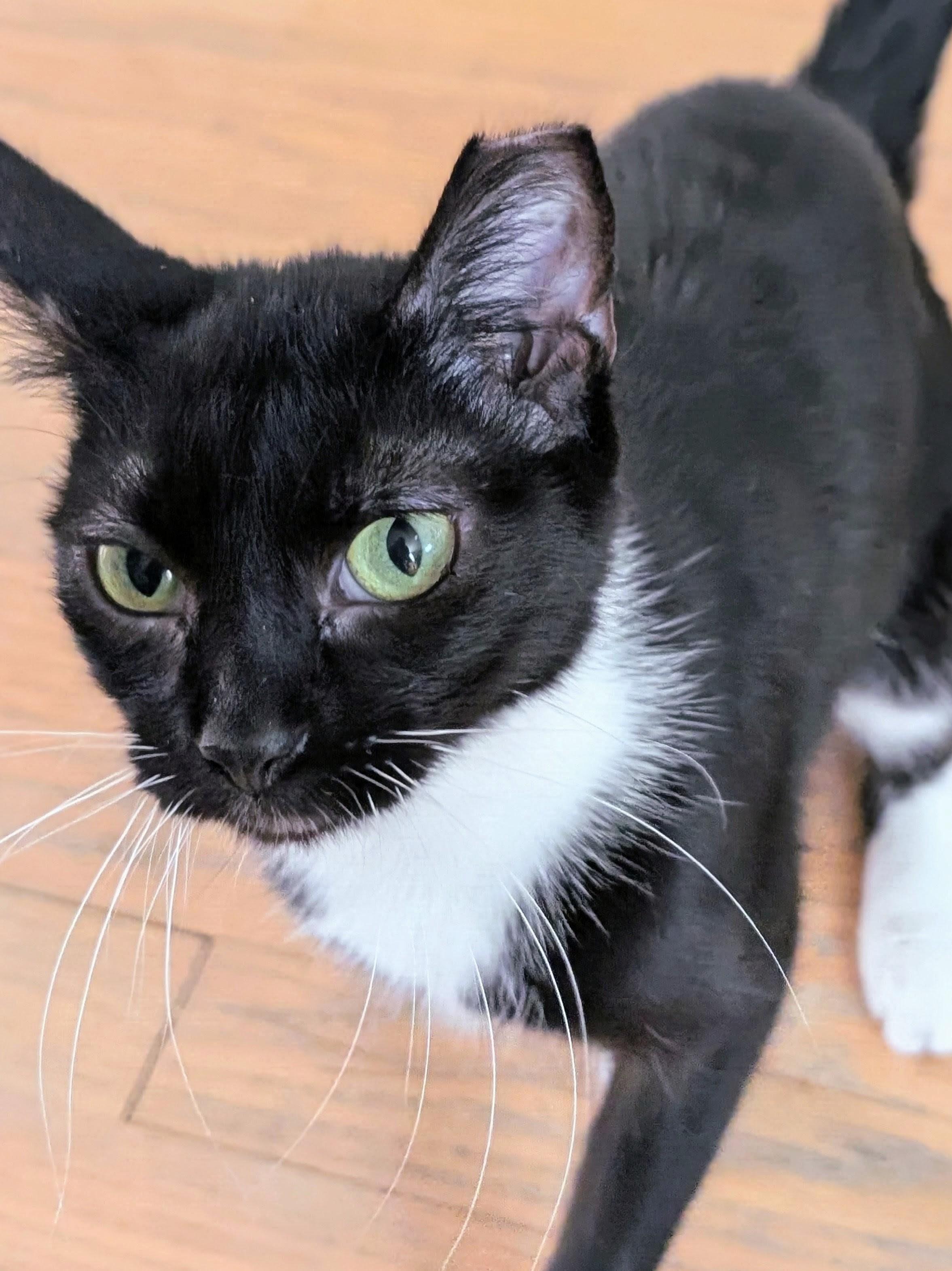 Enlarge Olive, a Adoptable Domestic Short Hair in Johnsburg, IL image 1/4