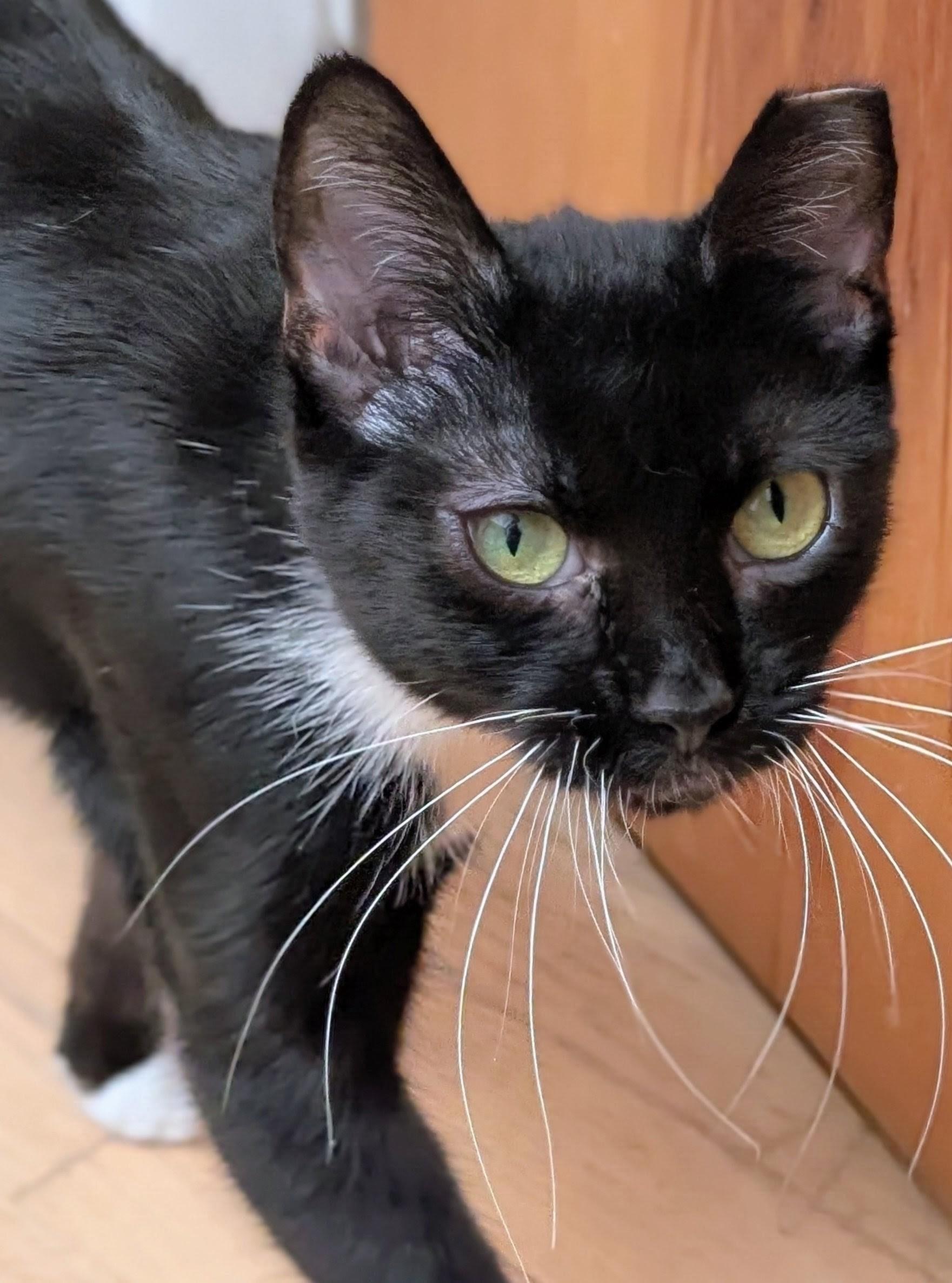 Enlarge Olive, a Adoptable Domestic Short Hair in Johnsburg, IL image 3/4