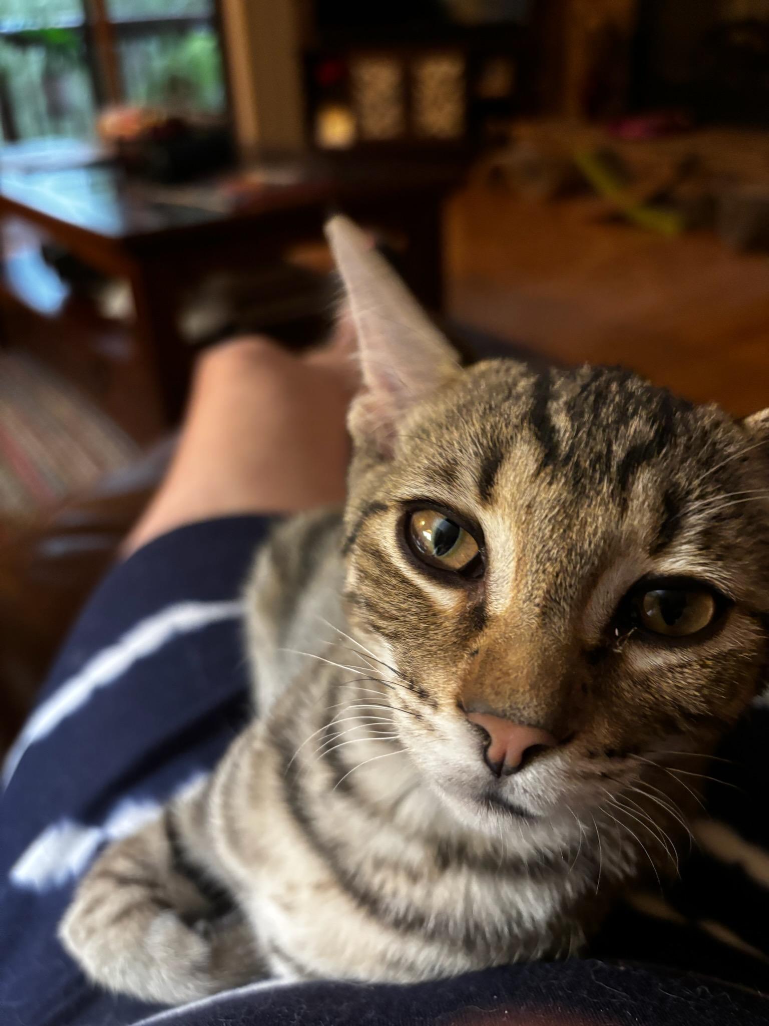 Ziggy