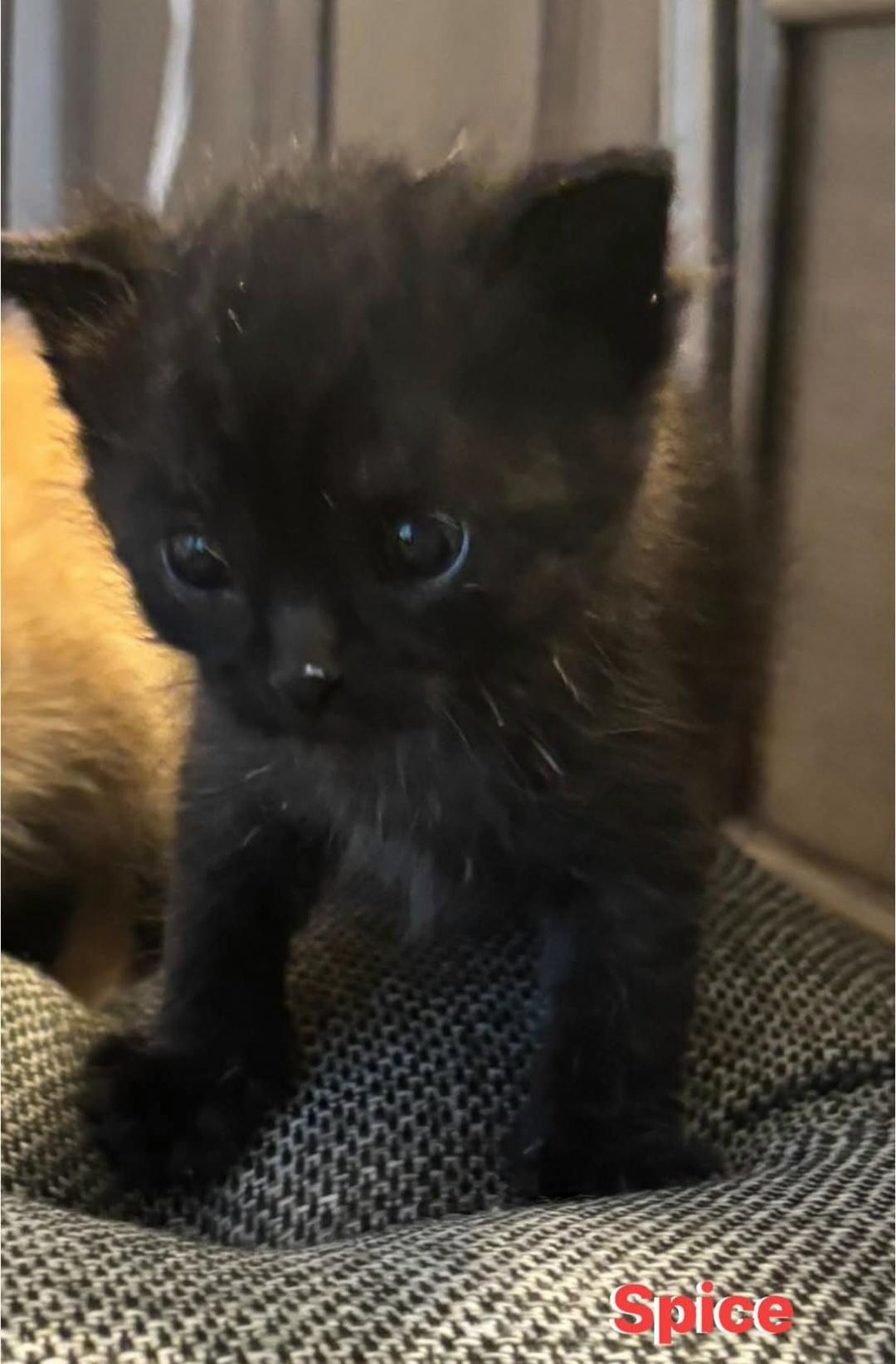 Spice, Adoptable, Kitten Female Domestic Short Hair.