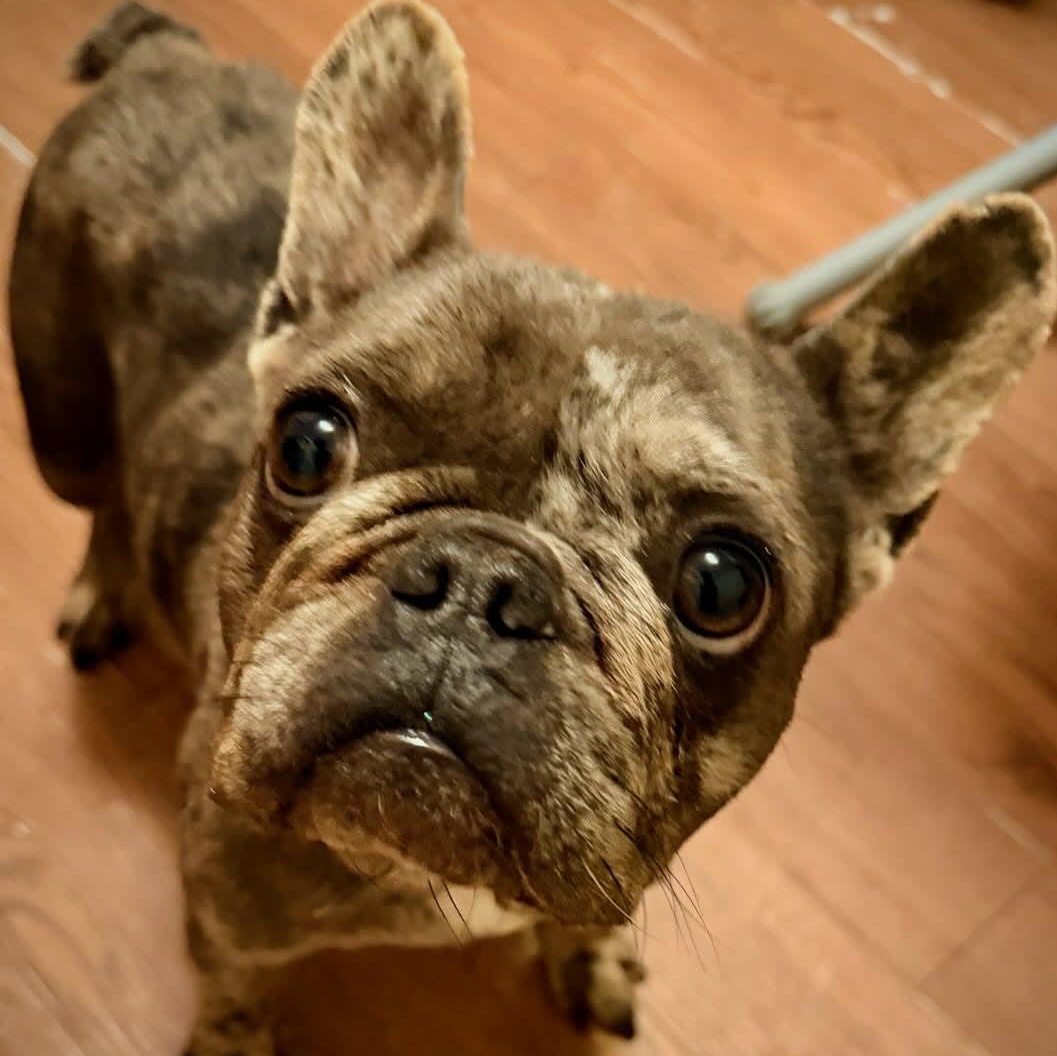 Enlarge Onyx, a ADOPTABLE French Bulldog in Tylertown, MS image 1/2