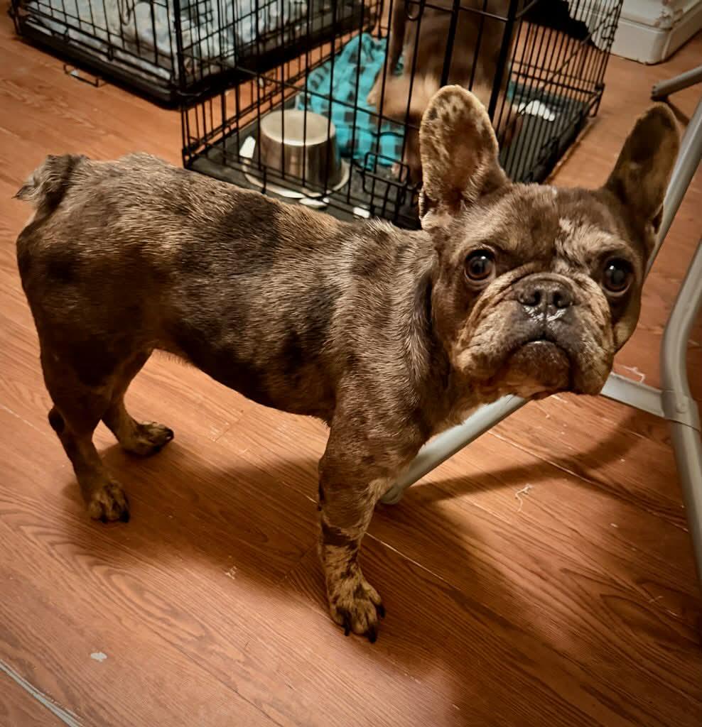 Enlarge Onyx, a ADOPTABLE French Bulldog in Tylertown, MS image 2/2