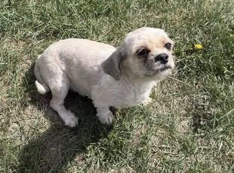 Enlarge Lauren, a ADOPTABLE mixed breed in Lethbridge, AB image 2/2