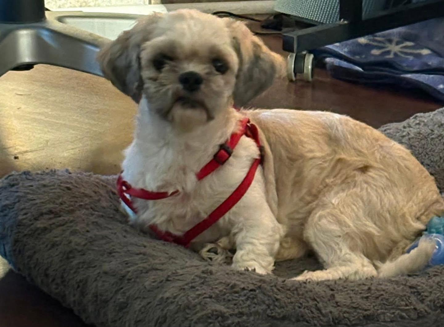 Lauren, ADOPTABLE, Adult Female Shih Tzu.