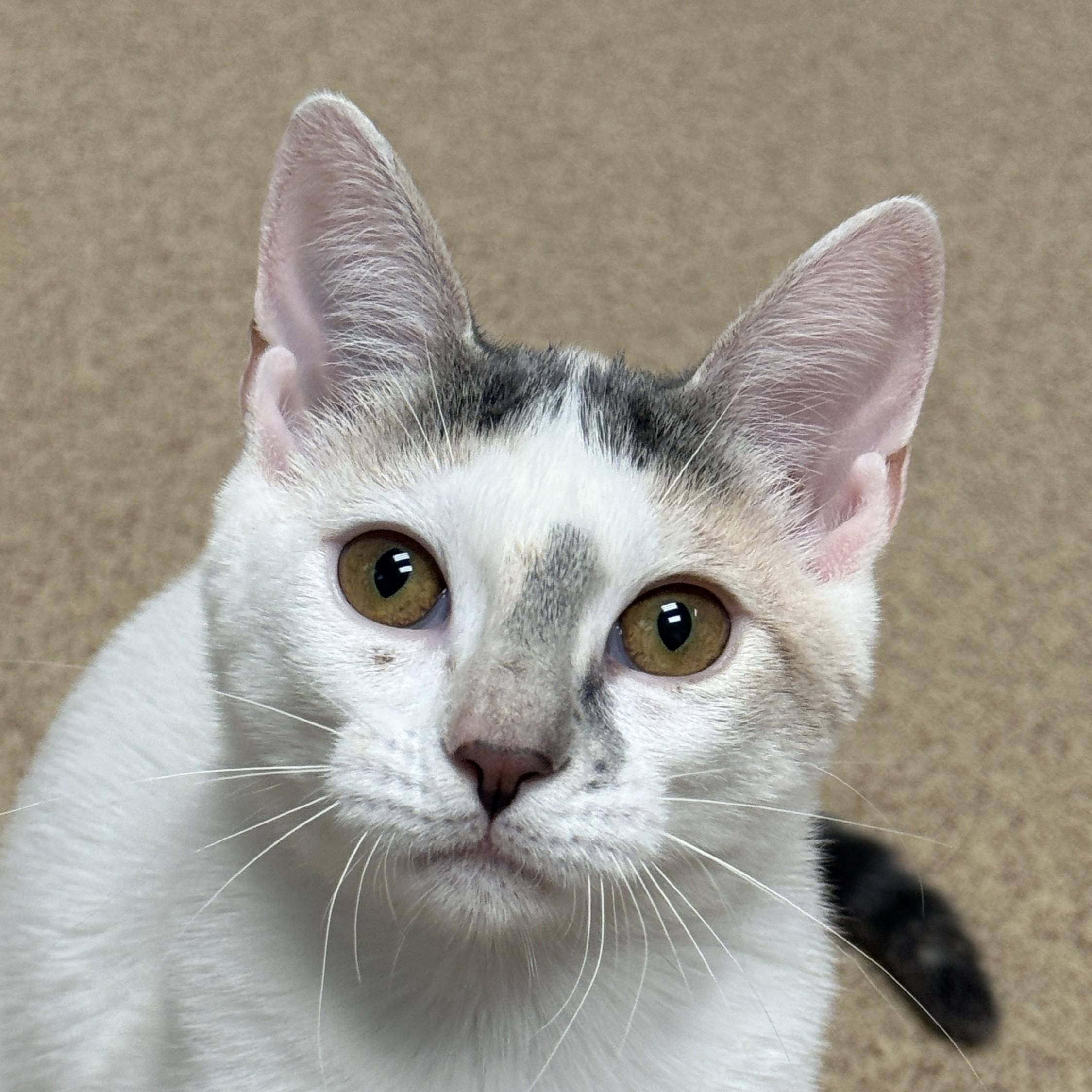 Bessy, Adoptable, Kitten Female Domestic Short Hair.