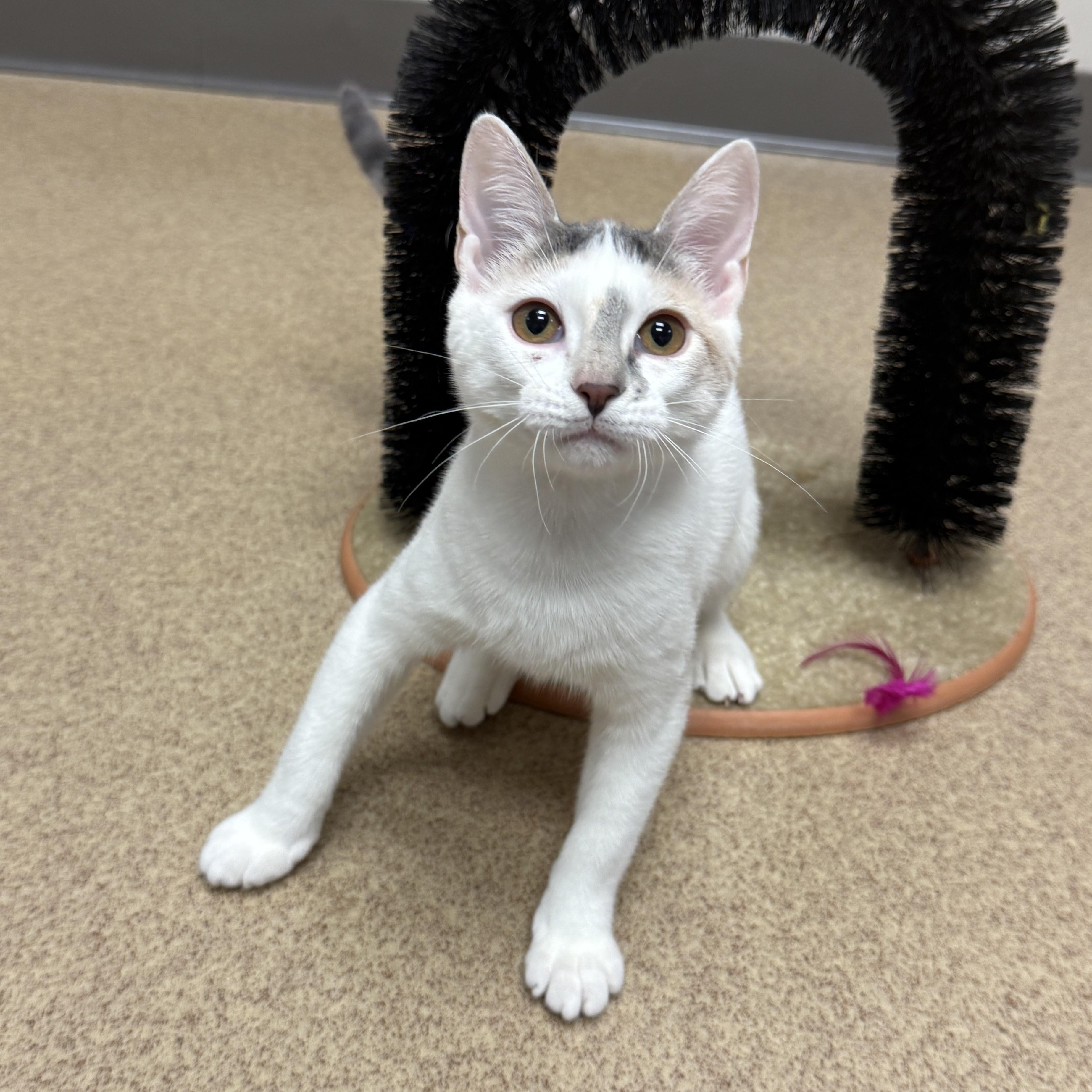 Enlarge Bessy, a Adoptable mixed breed in Brenham, TX image 5/6