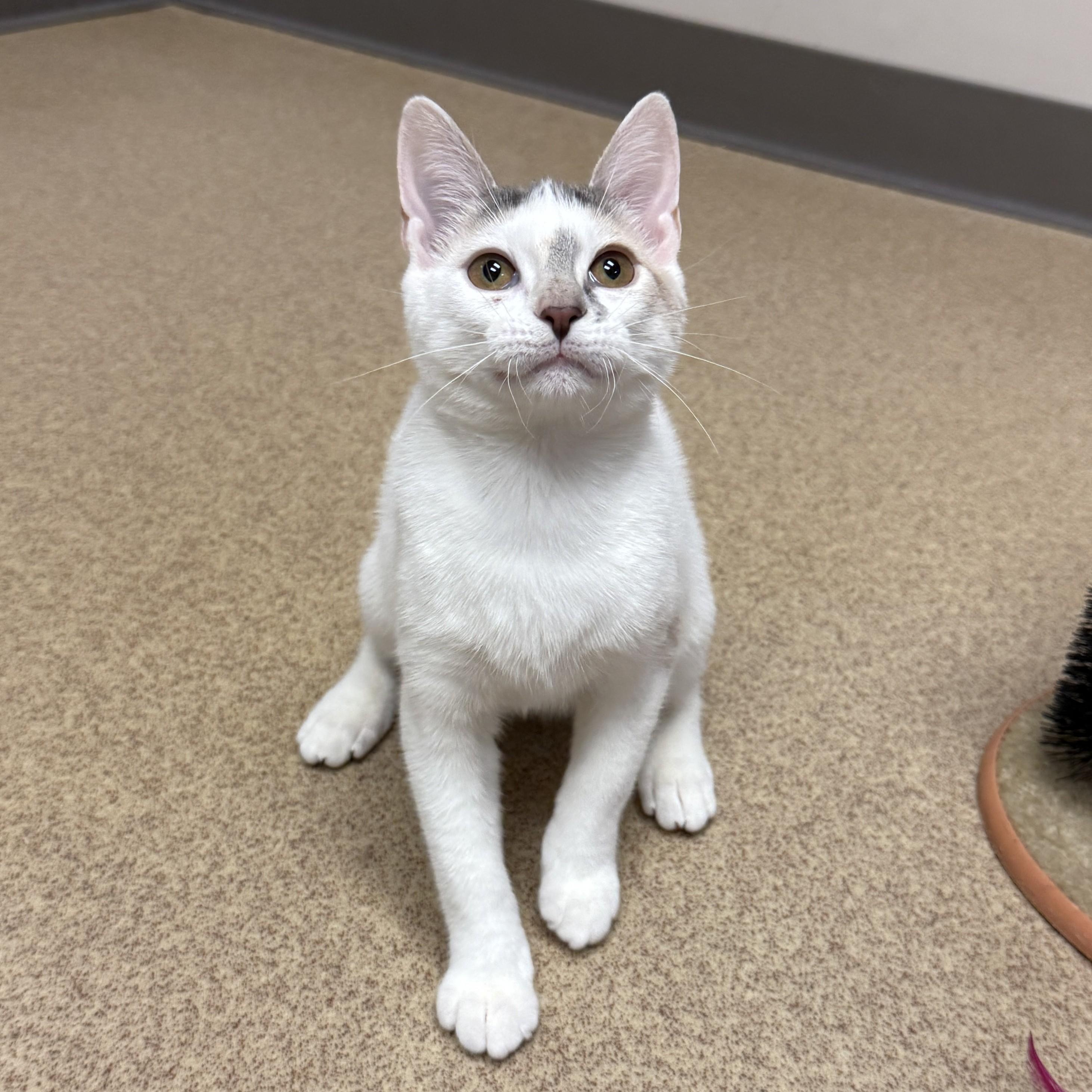 Enlarge Bessy, a Adoptable mixed breed in Brenham, TX image 4/6
