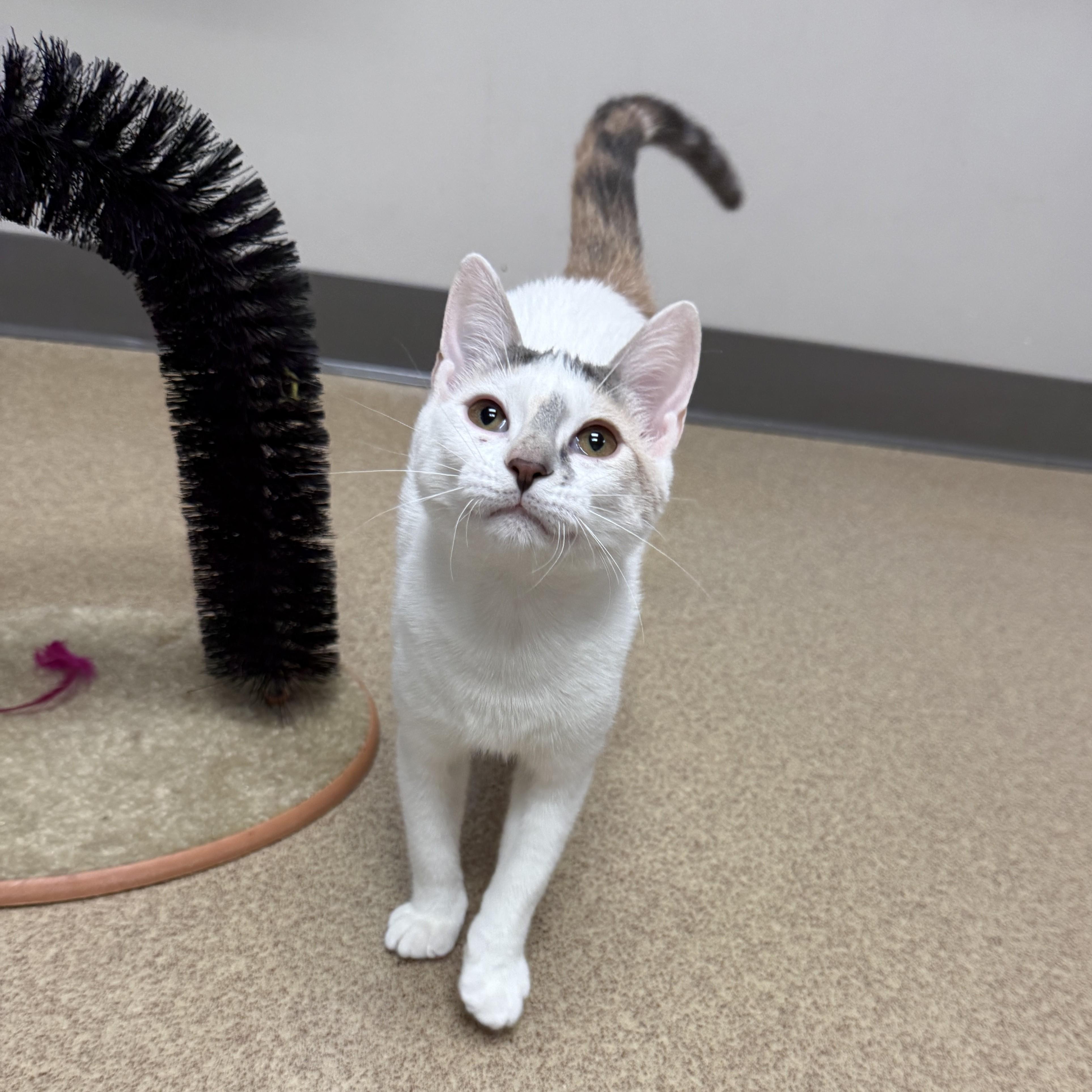 Enlarge Bessy, a Adoptable mixed breed in Brenham, TX image 2/6