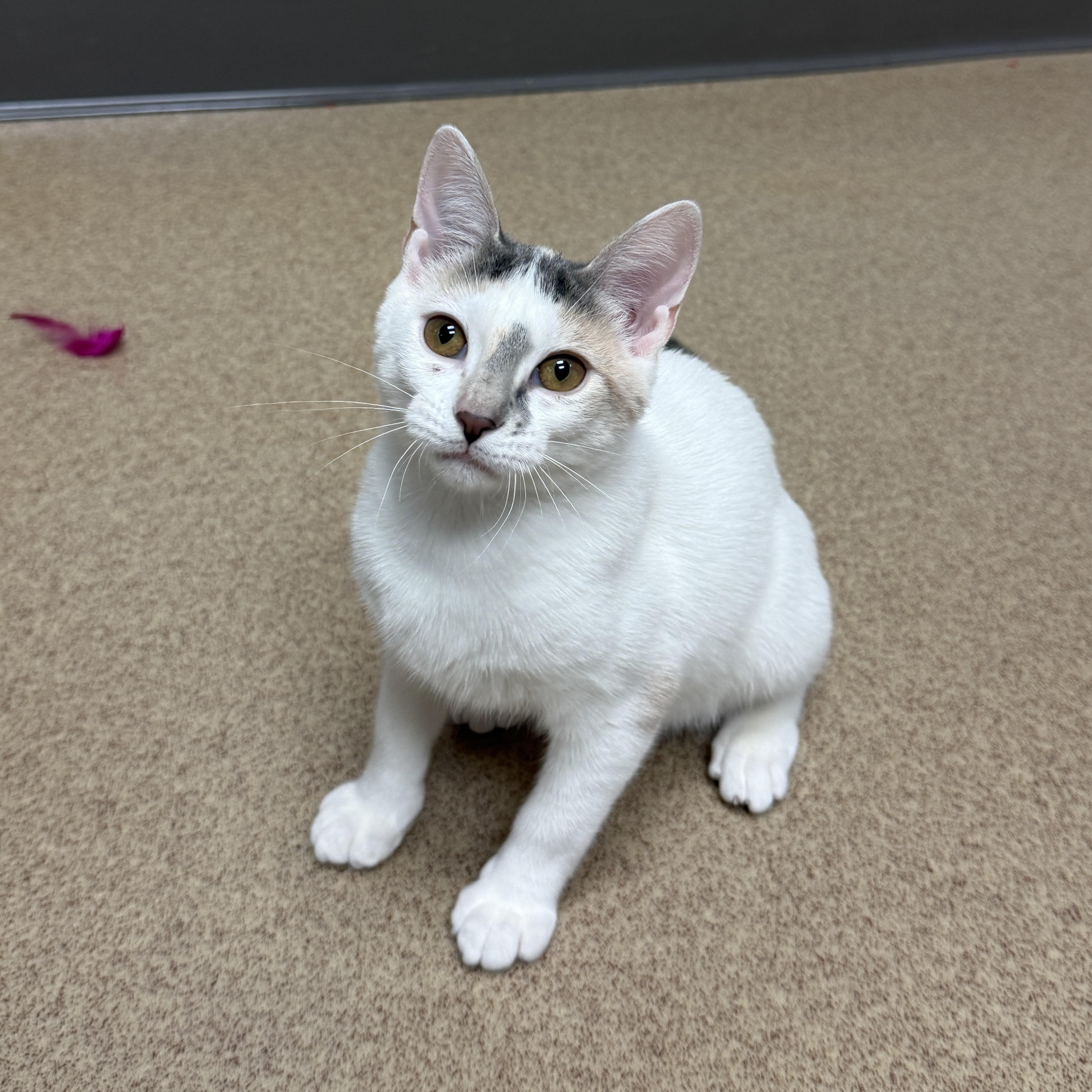 Enlarge Bessy, a Adoptable mixed breed in Brenham, TX image 6/6