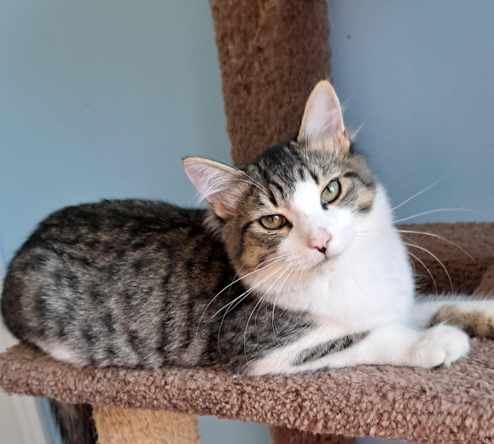 Hershal, a Adoptable Domestic Short Hair in Shelbyville, KY image 2/6