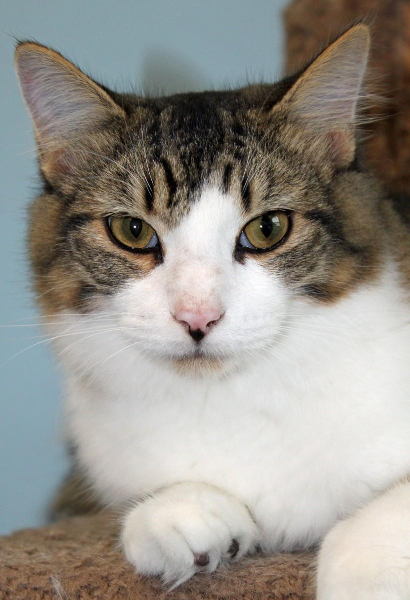 Hershal, a Adoptable Domestic Short Hair in Shelbyville, KY image 1/6