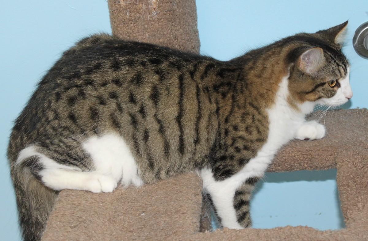 Hershal, a Adoptable Domestic Short Hair in Shelbyville, KY image 5/6