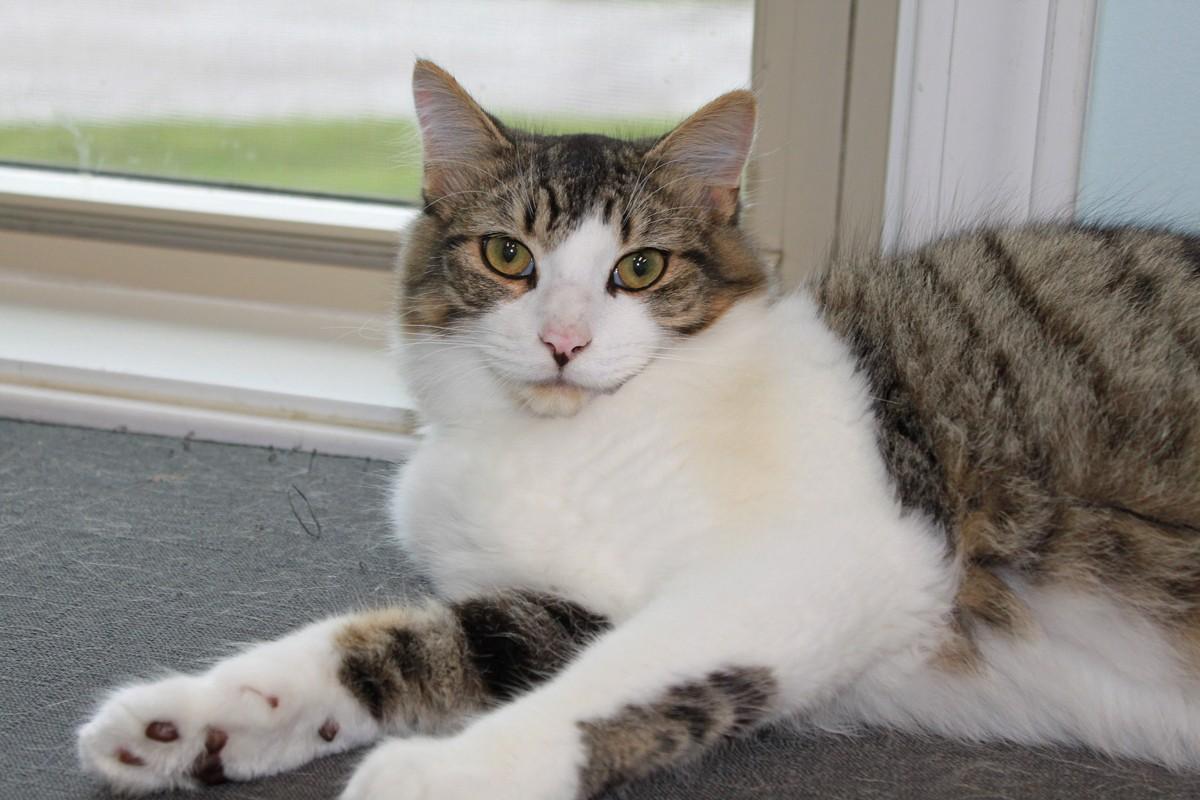 Hershal, a Adoptable Domestic Short Hair in Shelbyville, KY image 4/6