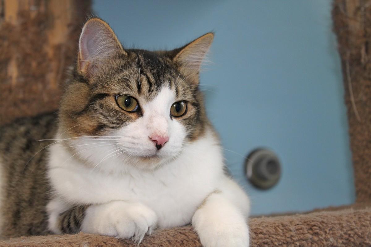 Hershal, a Adoptable Domestic Short Hair in Shelbyville, KY image 6/6