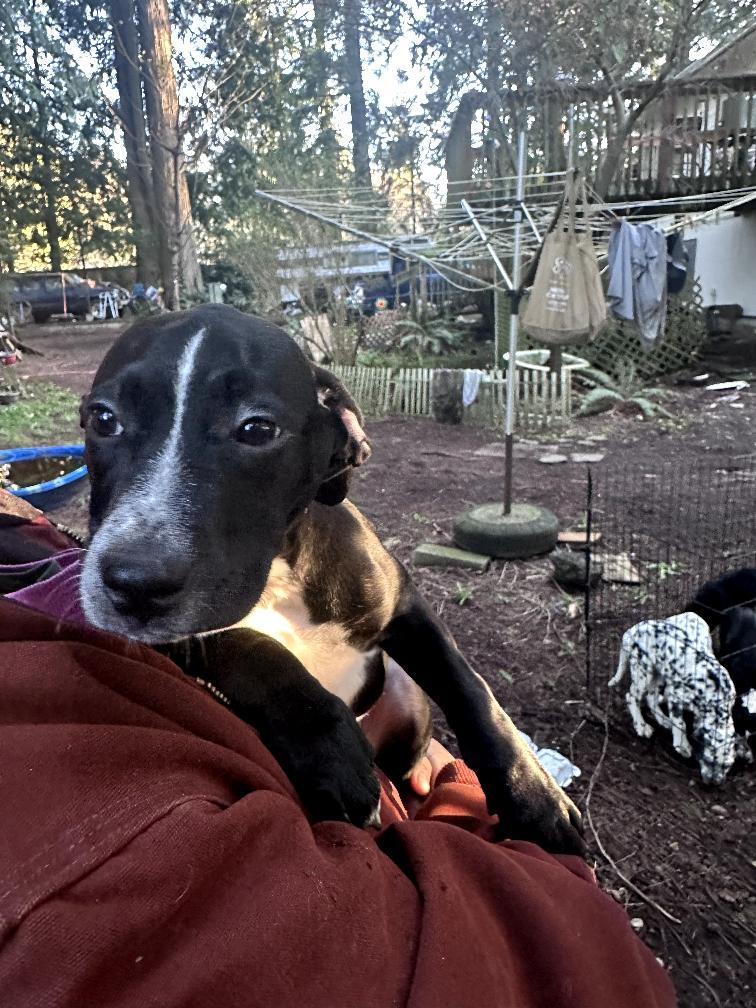 Enlarge Matcha-ADOPTION PENDING, an adopted mixed breed in Bremerton, WA image 1/2