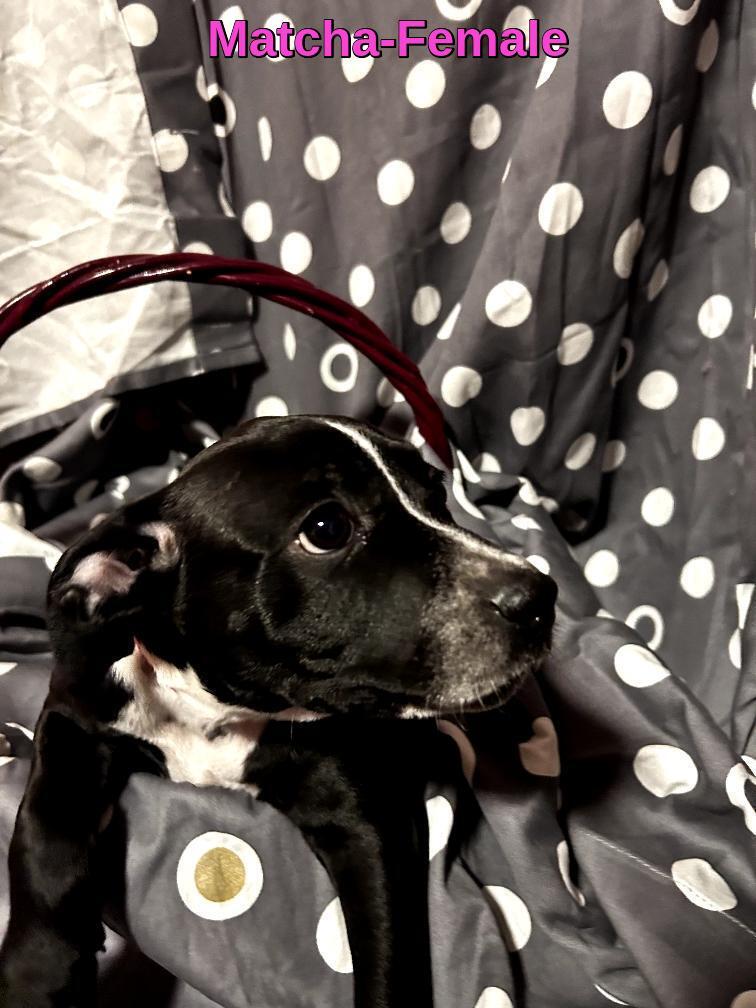 Enlarge Matcha-ADOPTION PENDING, an adopted mixed breed in Bremerton, WA image 2/2