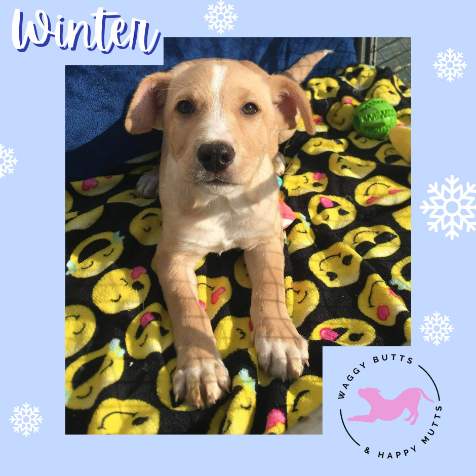 Winter, Adopted, Puppy Male Mixed Breed.