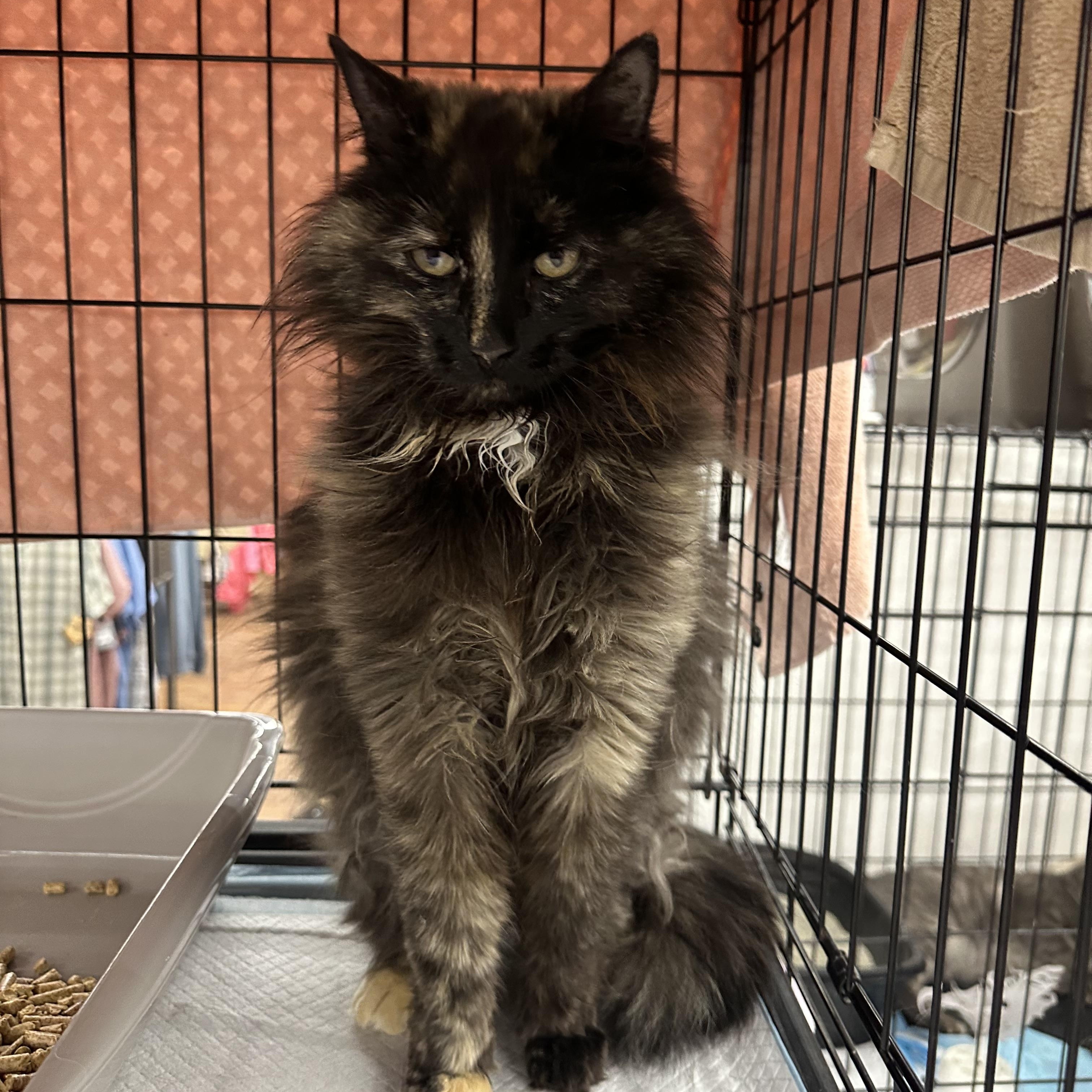 Batman (Batwoman), an adoptable Domestic Long Hair in Missoula, MT, 59804 | Photo Image 1