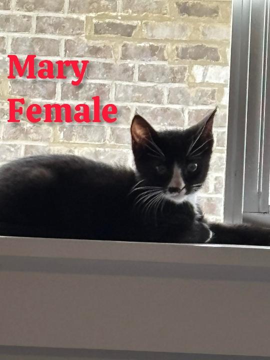 Enlarge Mary, a Adoptable mixed breed in Shrewsbury, MA image 1/1