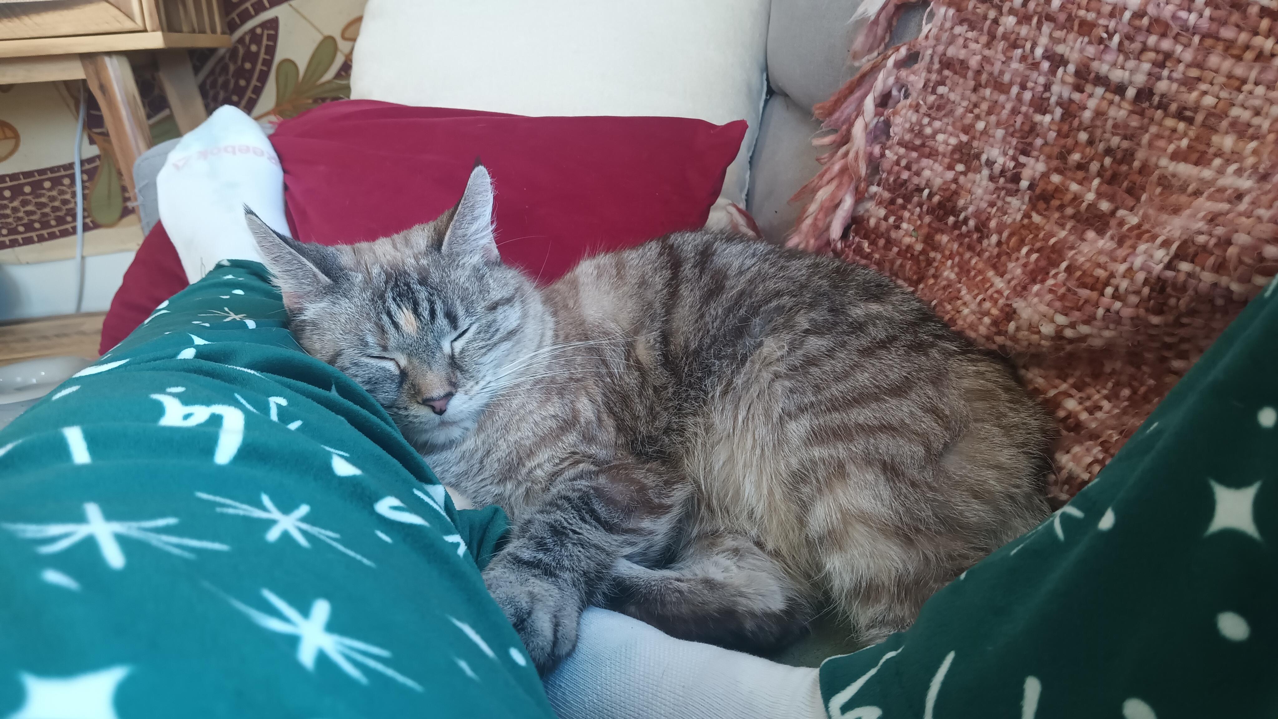 Val, a Adopted Siamese in Bethel Park, PA image 1/6