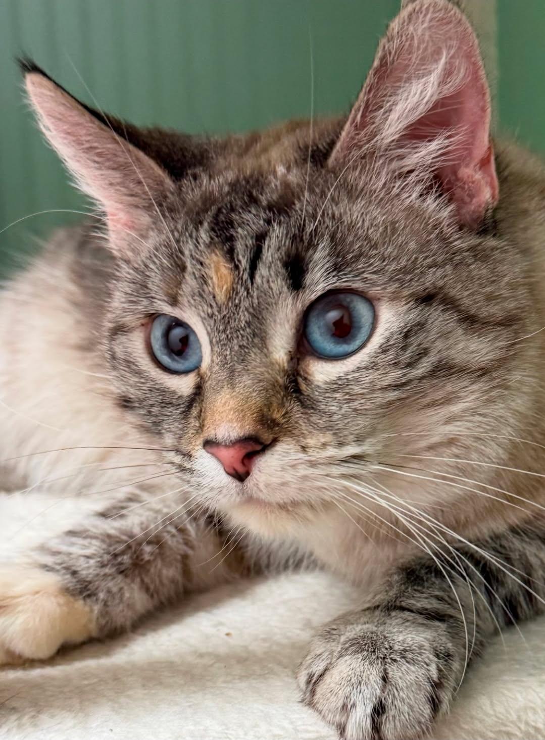 Val, a Adopted Siamese in Bethel Park, PA image 3/6