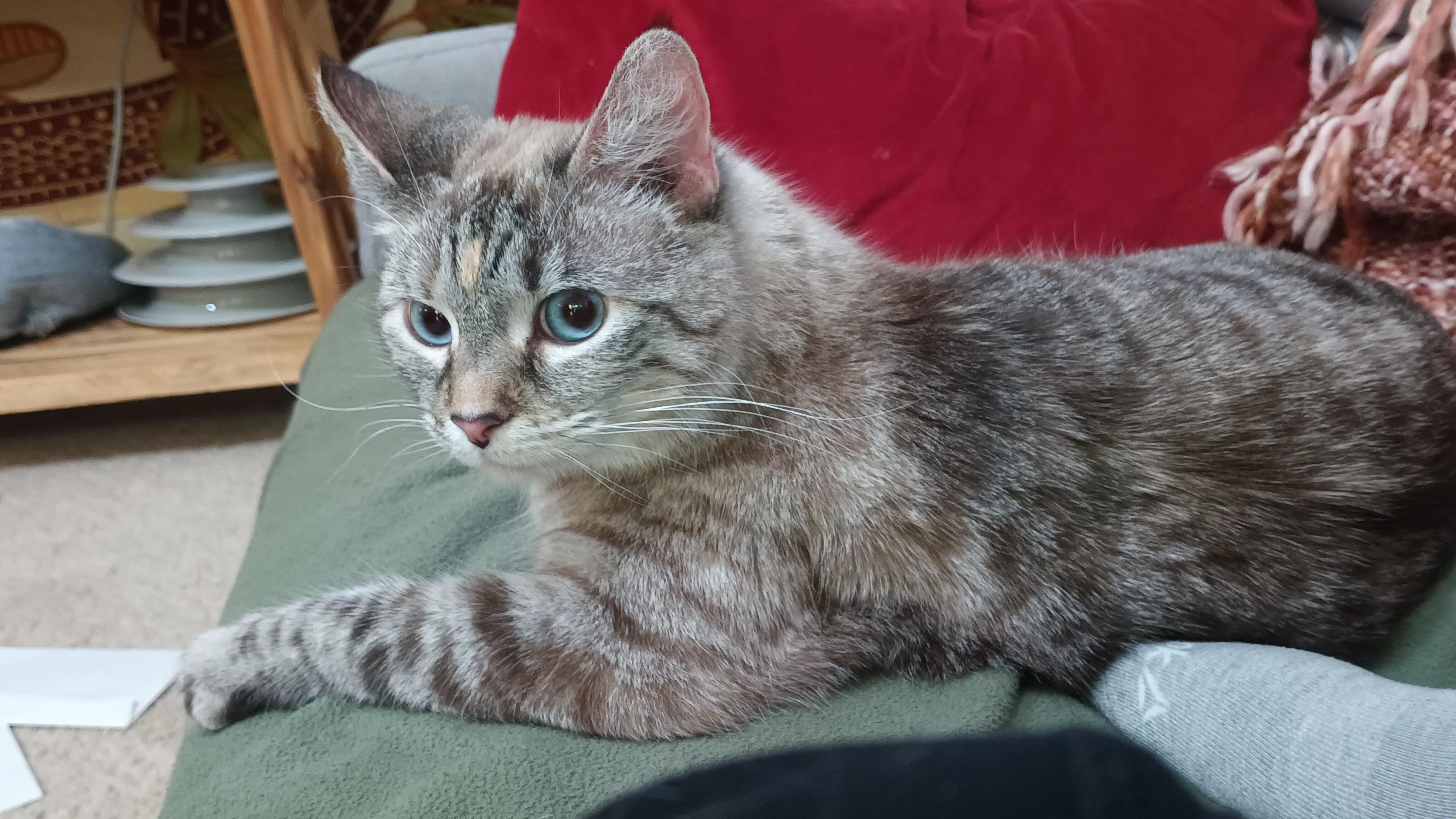 Val, a Adopted Siamese in Bethel Park, PA image 5/6