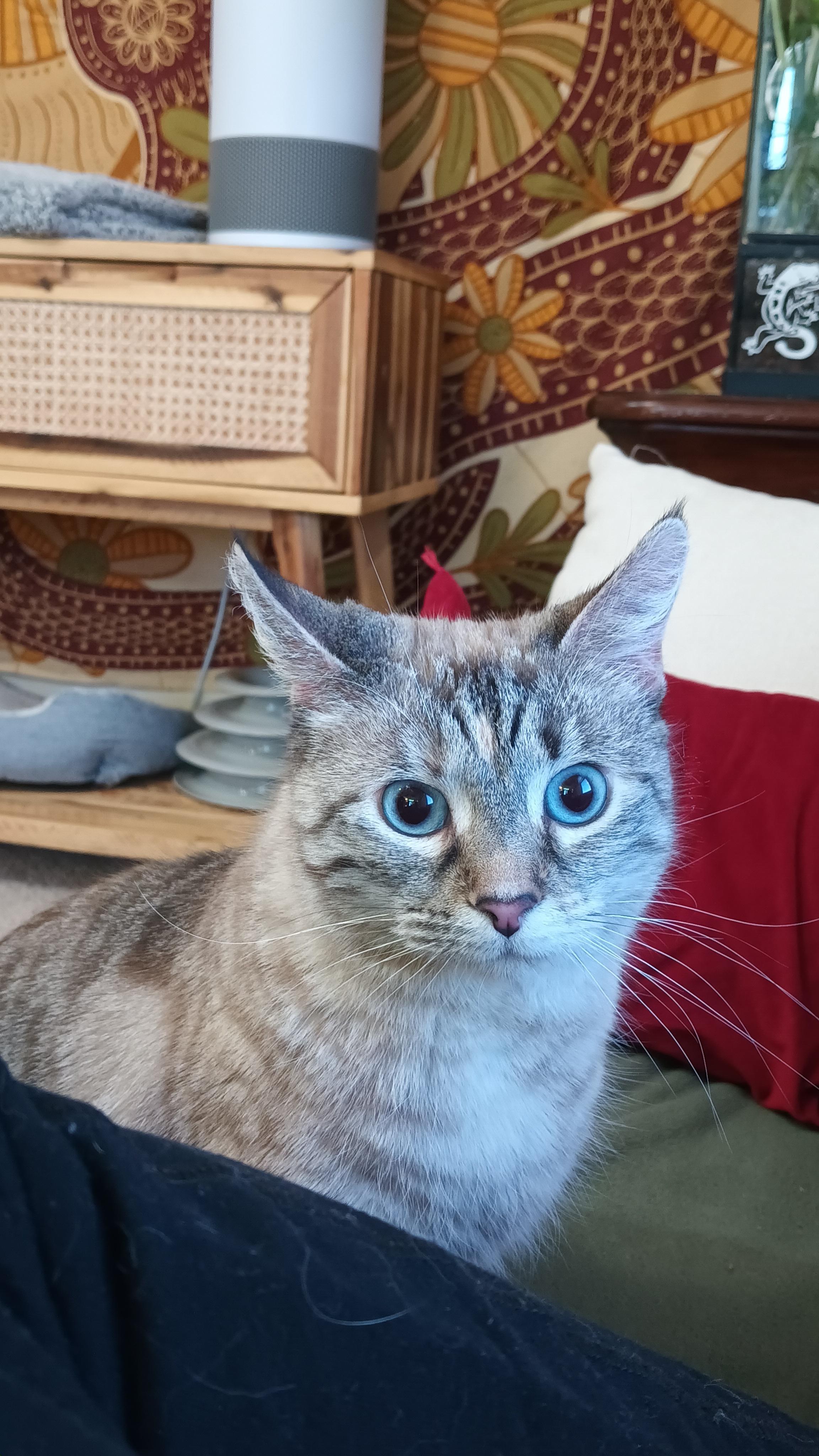 Val, a Adopted Siamese in Bethel Park, PA image 6/6