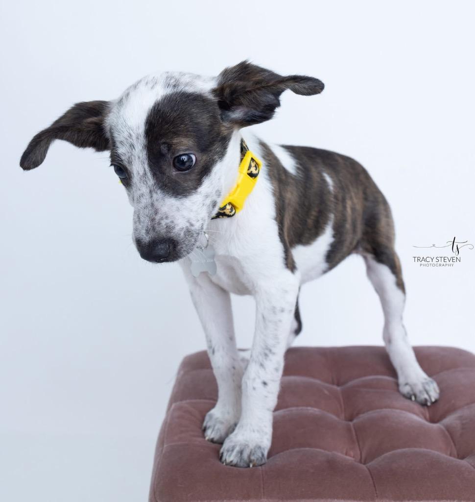 Enlarge GiGi, a Adopted mixed breed in CONROE, TX image 1/5