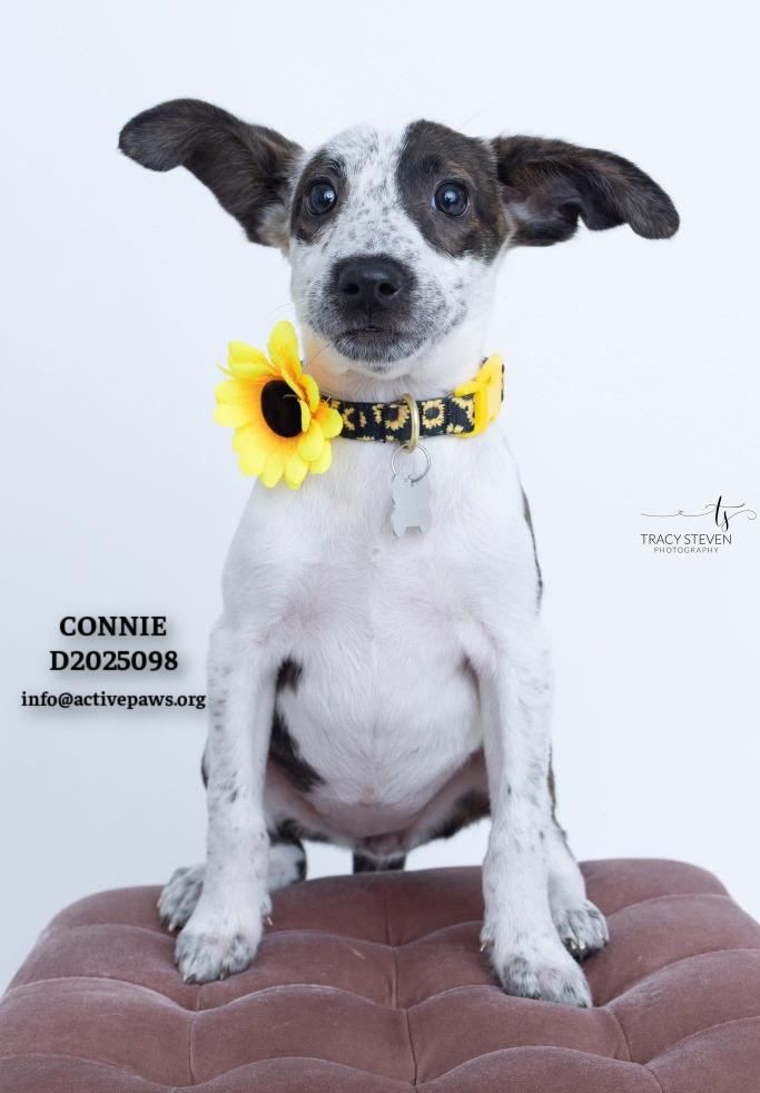 Enlarge GiGi, a Adopted mixed breed in CONROE, TX image 2/5