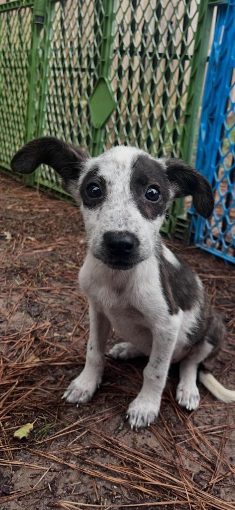Enlarge GiGi, a Adopted mixed breed in CONROE, TX image 3/5