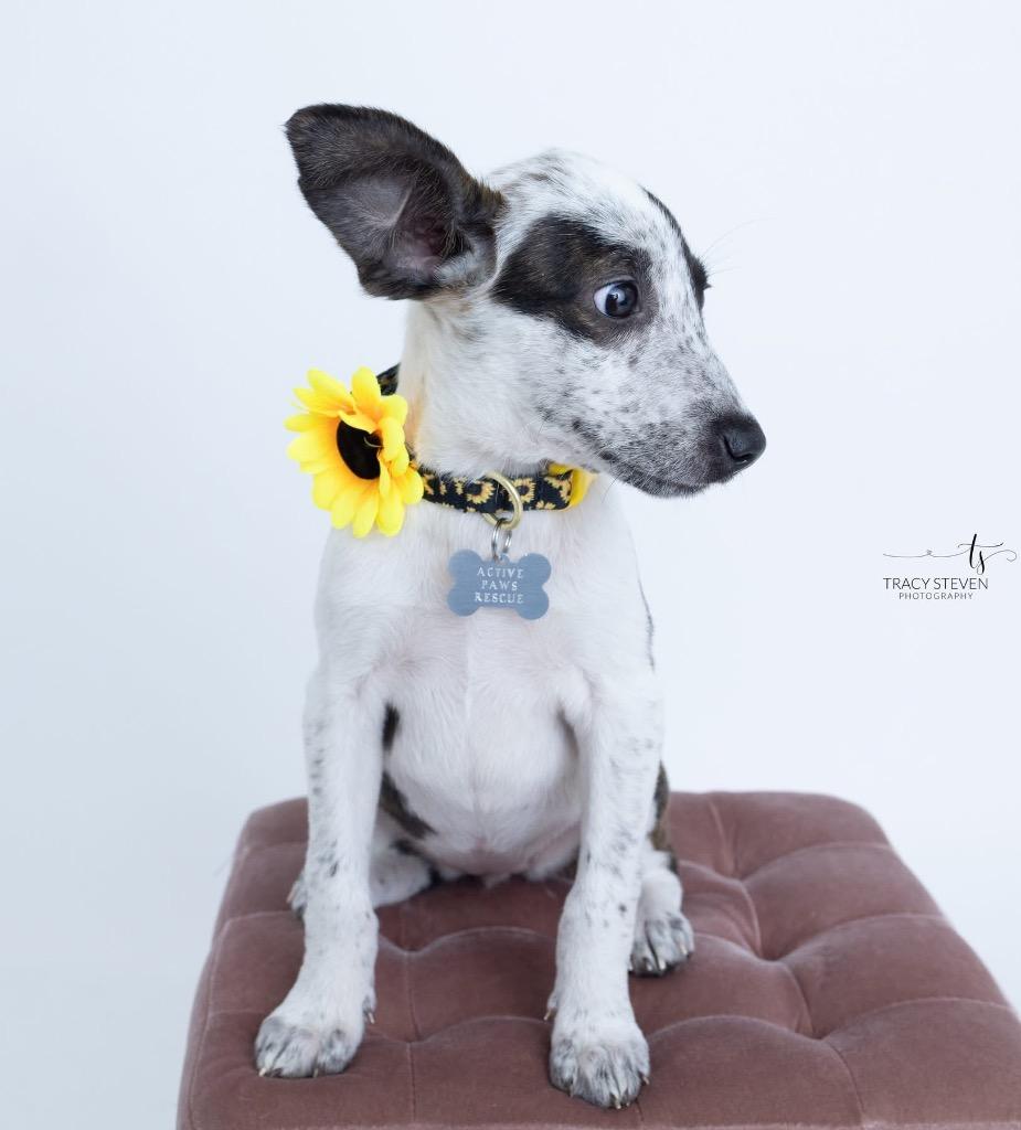 Enlarge GiGi, a Adopted mixed breed in CONROE, TX image 4/5