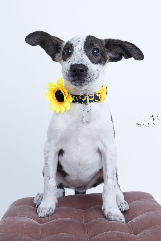 Enlarge GiGi, a Adopted mixed breed in CONROE, TX image 5/5