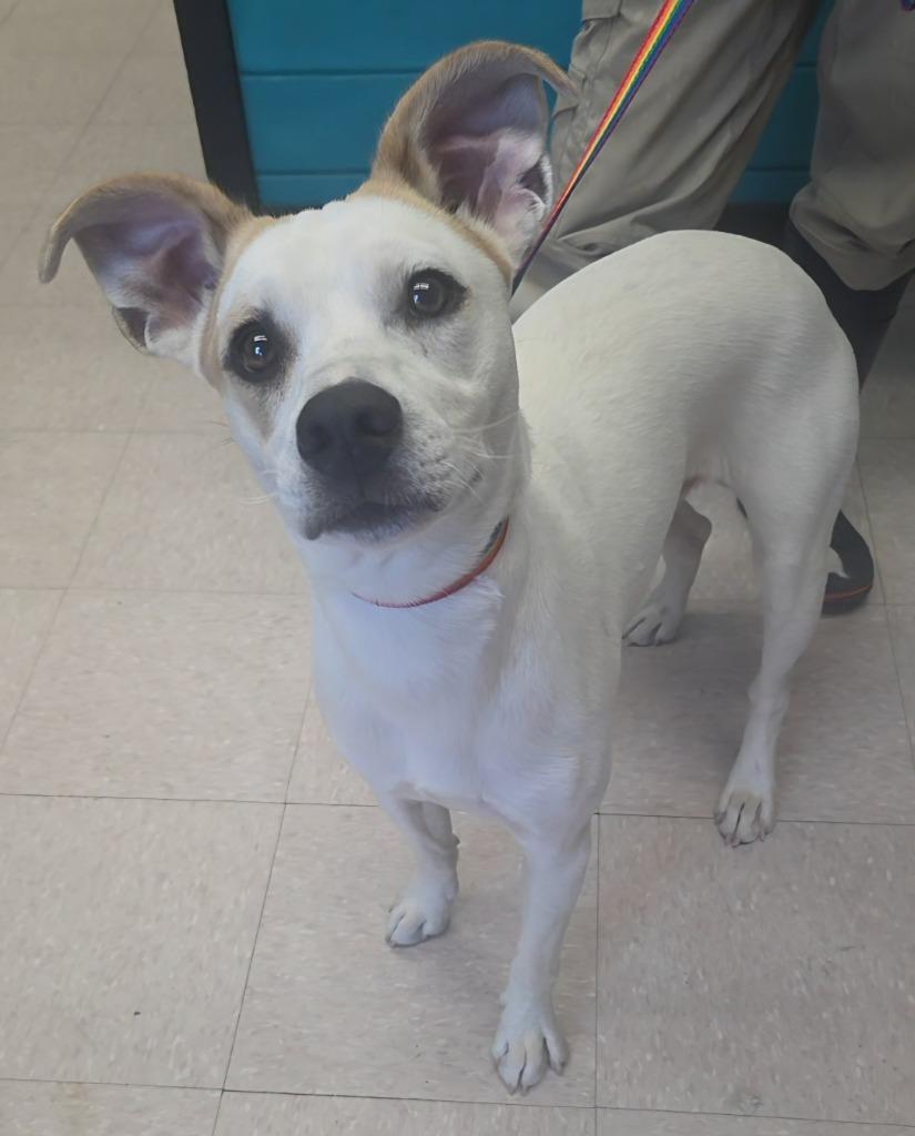 Stanley, Adoptable, Puppy Male Terrier.