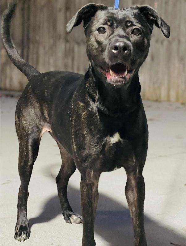 AC#3387 "Kyra", Adoptable, Adult Female Mastiff & Labrador Retriever.