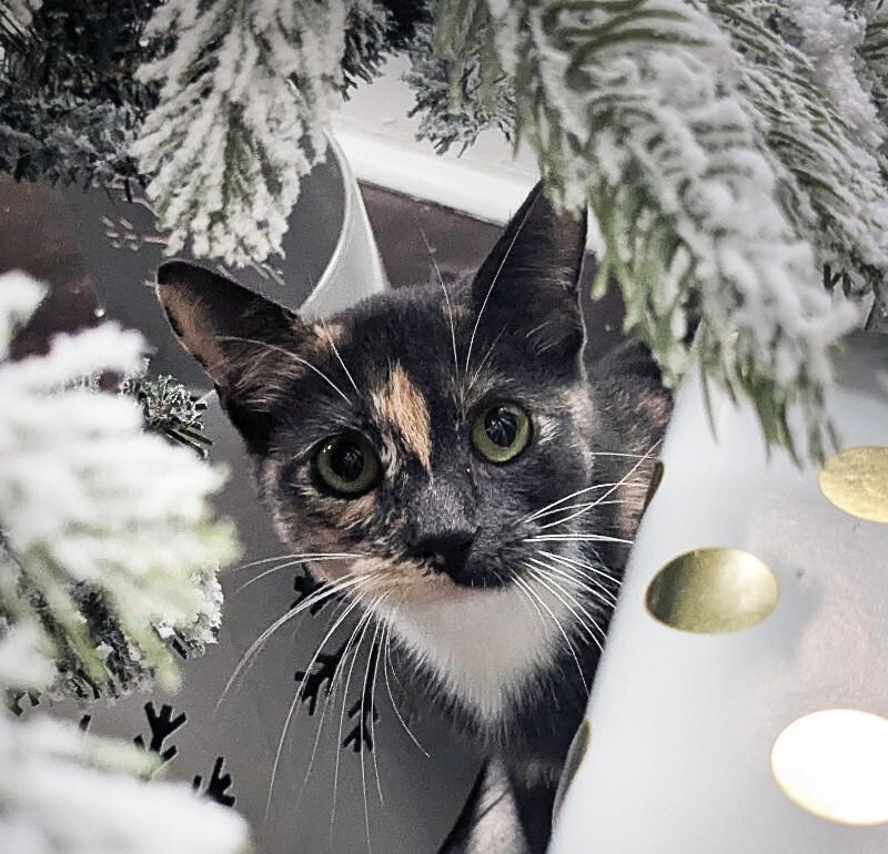 Dragon, a Adoptable Domestic Short Hair in Grand Rapids, MI image 1/6