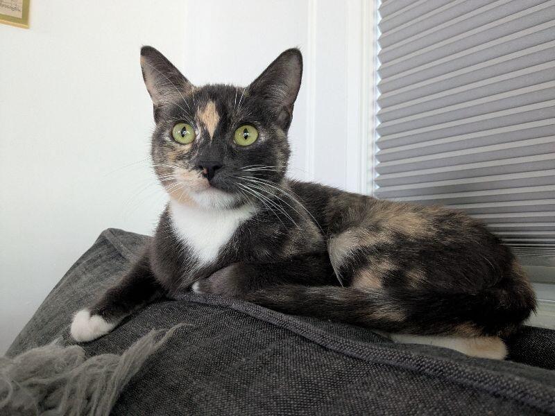 Dragon, a Adoptable Domestic Short Hair in Grand Rapids, MI image 2/6