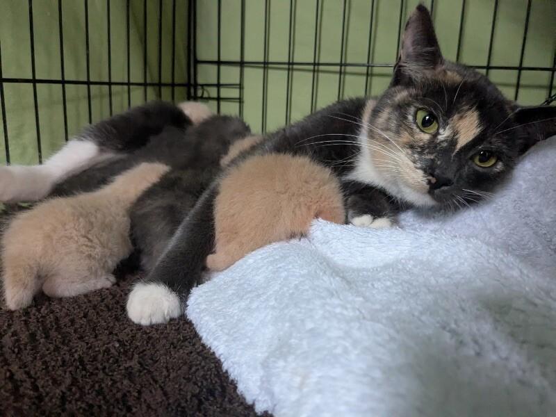 Dragon, a Adoptable Domestic Short Hair in Grand Rapids, MI image 3/6